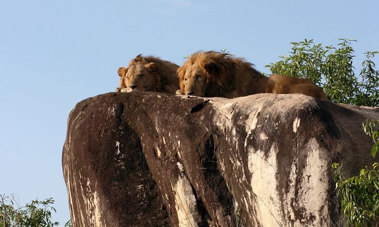 7 Days Murchison Falls and Kidepo safari