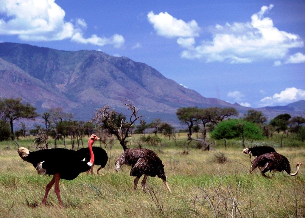 Ostriches in Kidepo - kidepo ostriches, kidepo safaris
