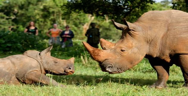 African big 5 animals in Uganda