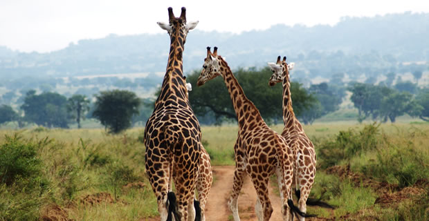 Kidepo National Park Safari