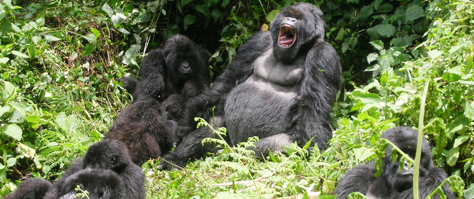 Uganda Gorilla Trekking Tour From Kigali Gorilla Trekking In Uganda