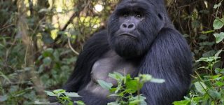 How to book 2022 gorilla trekking permits in Uganda
