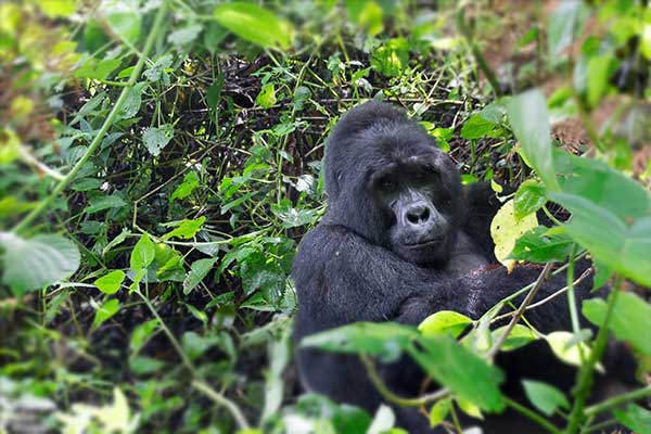 9 Days Uganda primates and wildlife tour