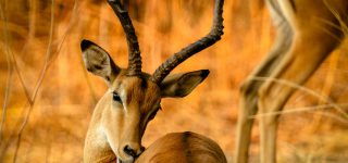 6 Days Pian Upe and Kidepo Wildlife Safari