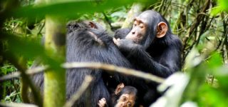 Activities to do after gorilla trekking in Uganda