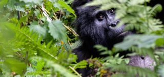 3 Days Uganda Gorilla Trekking Tour