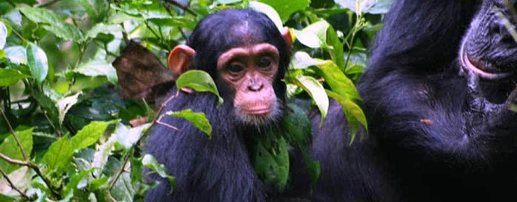 Chimpanzee trekking in Uganda