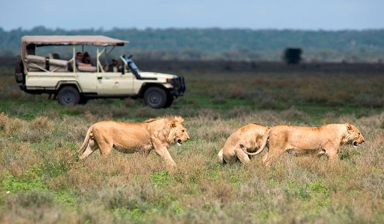 Top Uganda Luxury Safaris