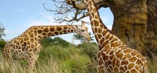 Top Things to do in Kidepo valley national park in 2022
