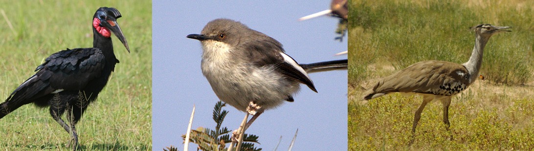 Bird watching in Kidepo valley national park