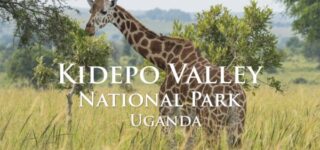 2024 Park Entrance Fees To Kidepo Valley National Park