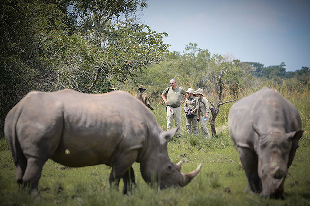 Return of Rhinos to Kidepo valley national park
